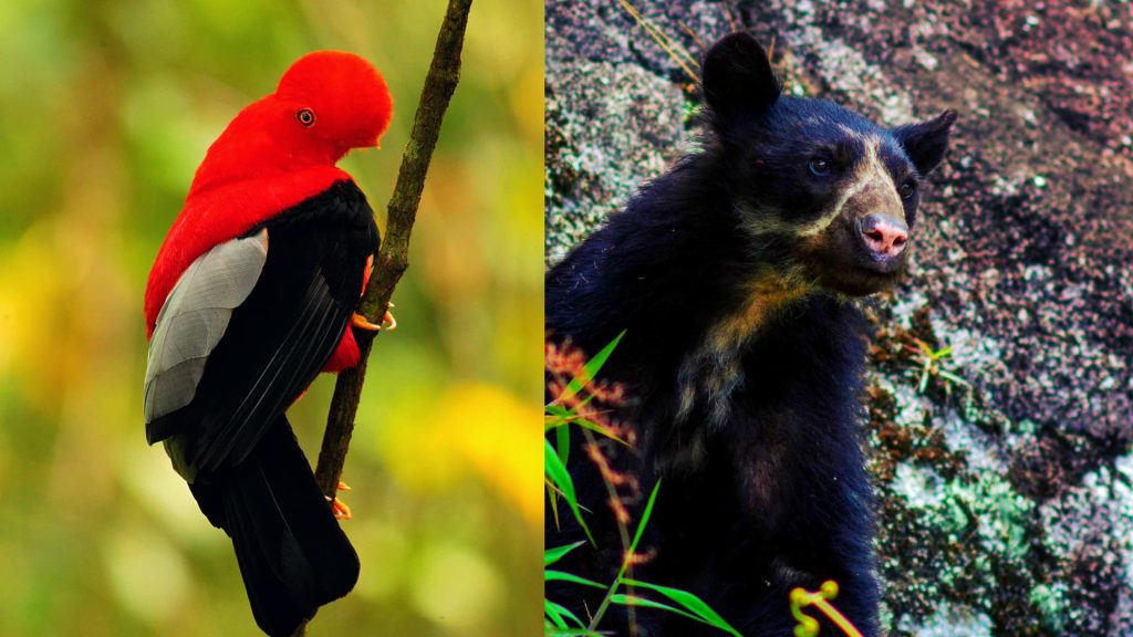 A vibrant red Andean cock-of-the-rock perched on a tree and a spectacled bear among the rocks, showcasing the rich wildlife of Peru’s cloud forests.