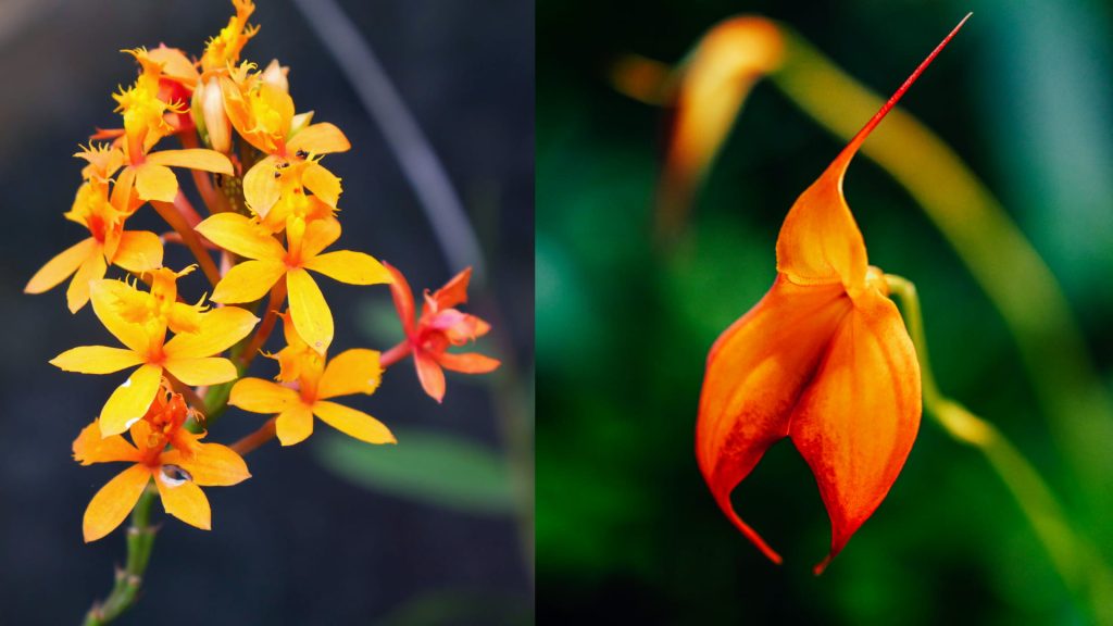 A close-up of two vibrant Andean orchids, one with delicate orange petals and the other with a unique hooded shape, showcasing the rich biodiversity of Peru.