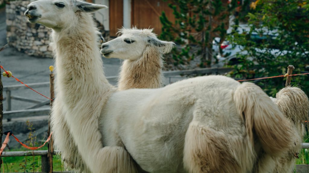 Majestic Llamas in Their Natural Habitat