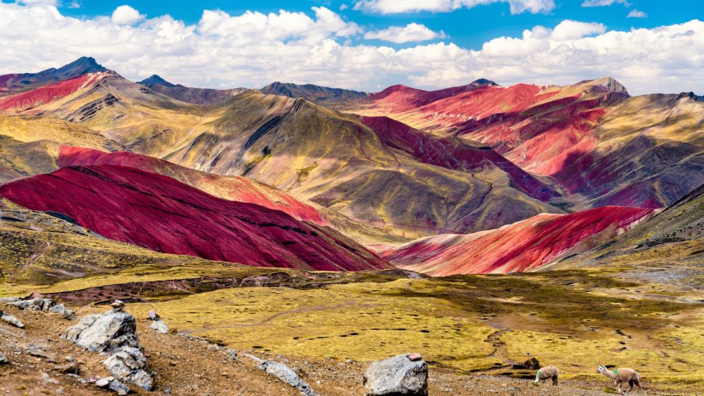 A breathtaking view of Palccoyo Rainbow Mountain, showcasing vibrant red and yellow hues with grazing alpacas in the foreground - Xplor Machupicchu