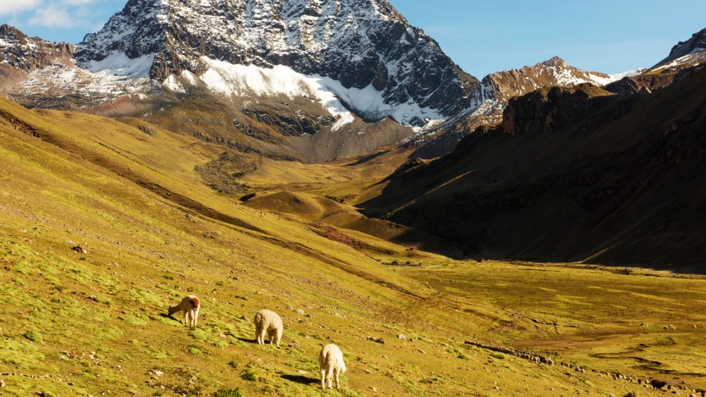 Stunning view of the Andean highlands in Cusipata, Peru, featuring lush green valleys, grazing alpacas, and towering snow-capped mountains – Xplor MachuPicchu