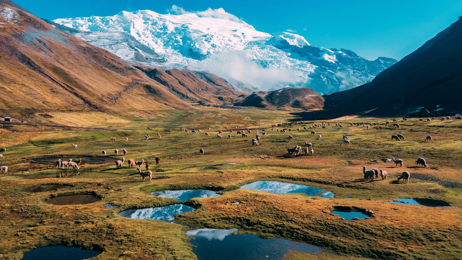 Aerial view of an Andean landscape with grazing llamas and snowy peaks, captured by drone to showcase Drones in Cusco - Xplor Machu Picchu
