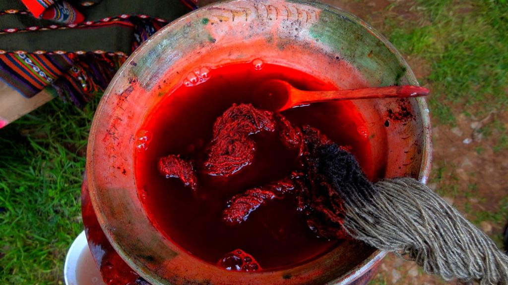 Traditional Andean natural dyeing process using cochineal to create vibrant red tones in textile fibers - Xplor Machu Picchu.