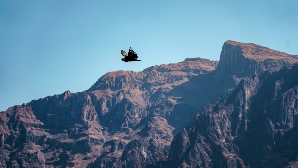 Andean condor in full flight, symbol of Andean Wildlife and spiritual connection - Xplor Machu Picchu