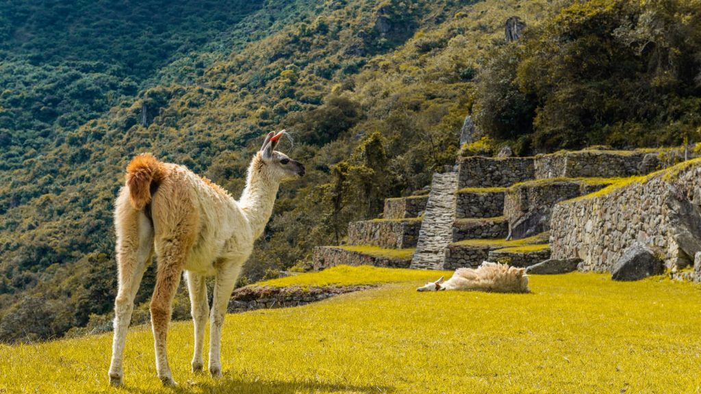Llama grazing near Inca terraces, representing Andean Wildlife - Xplor Machu Picchu