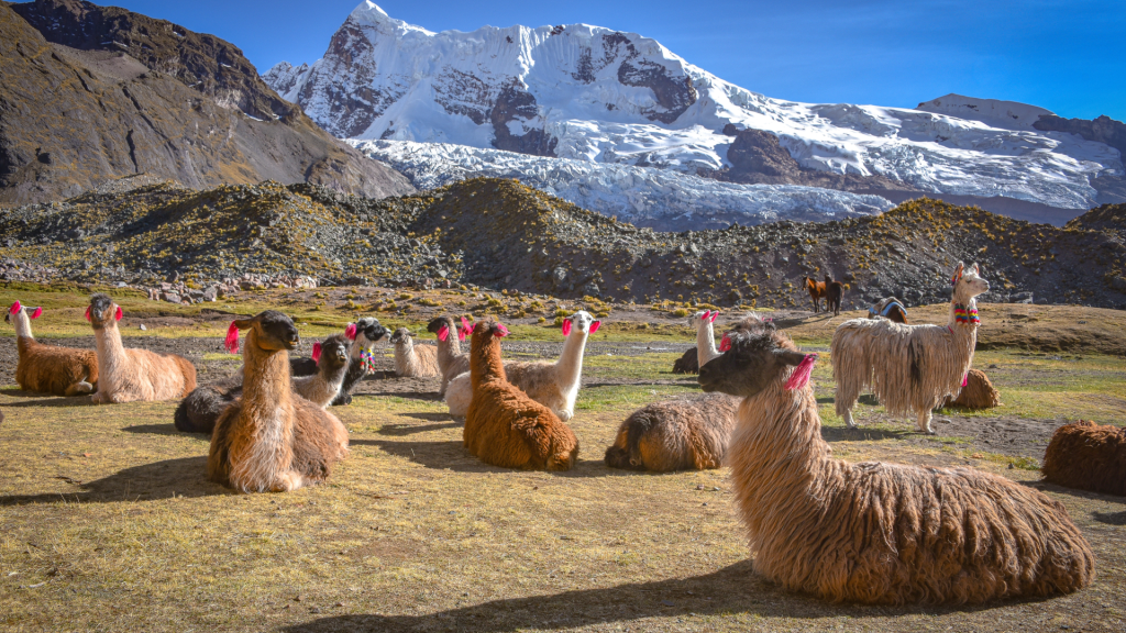 Group of llamas representing Andean Wildlife at the foot of Ausangate - Xplor Machu Picchu