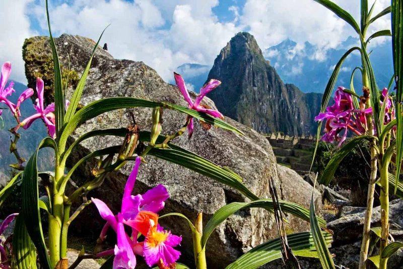 orchids of machu picchu 