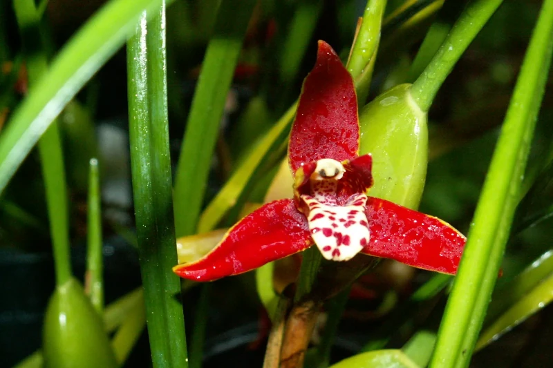 orchids of machu picchu 
