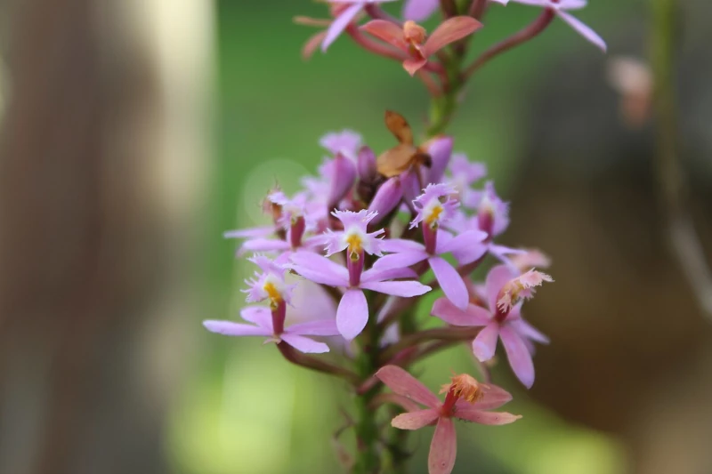 orchids of machu picchu 
