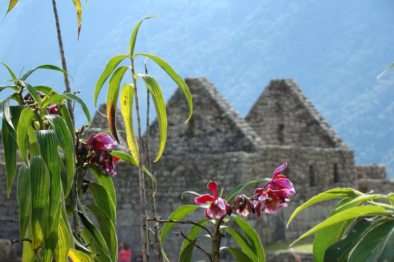 orchids of machu picchu 
