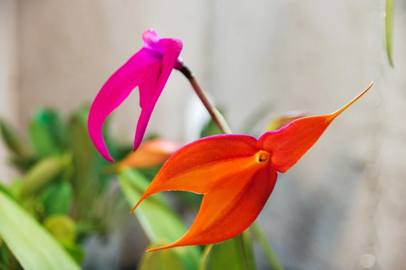 orchids of machu picchu 