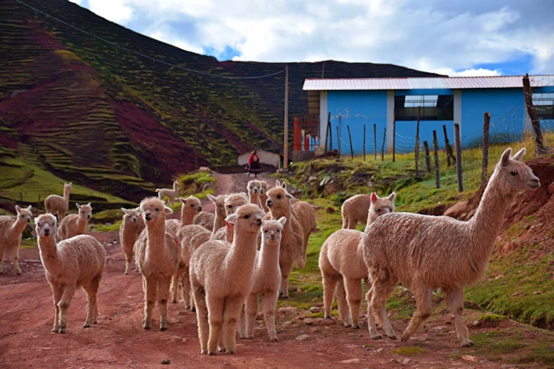 Palccoyo tour