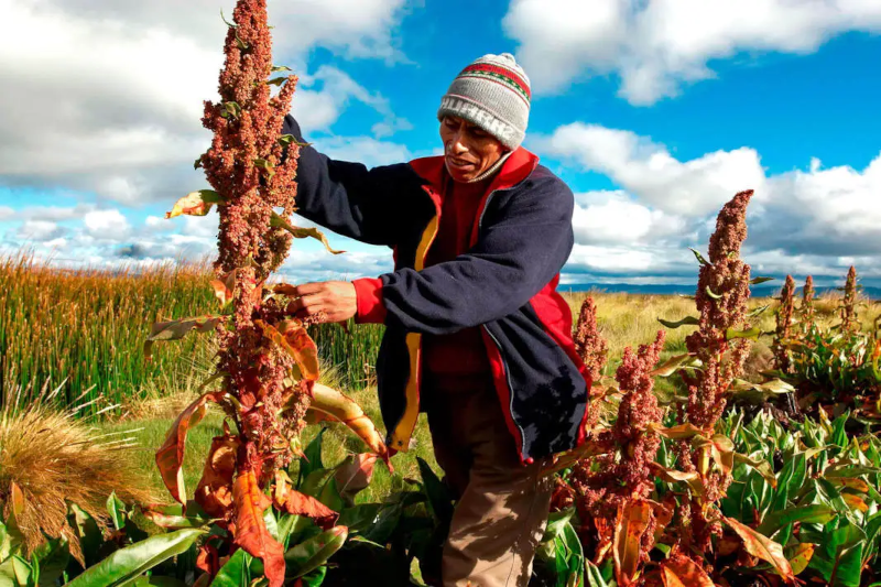 What Did Inca People Eat